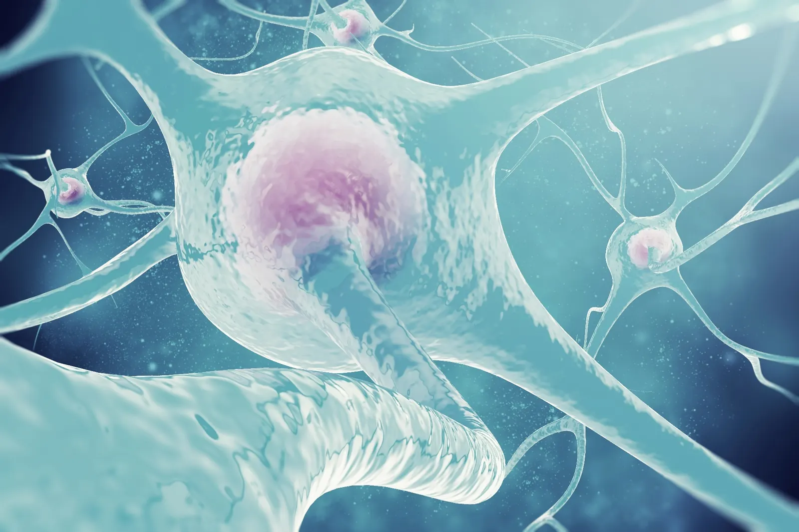 Retinal imaging and eye brain connection explained by Dr. Roxanna Gangi Optometrist